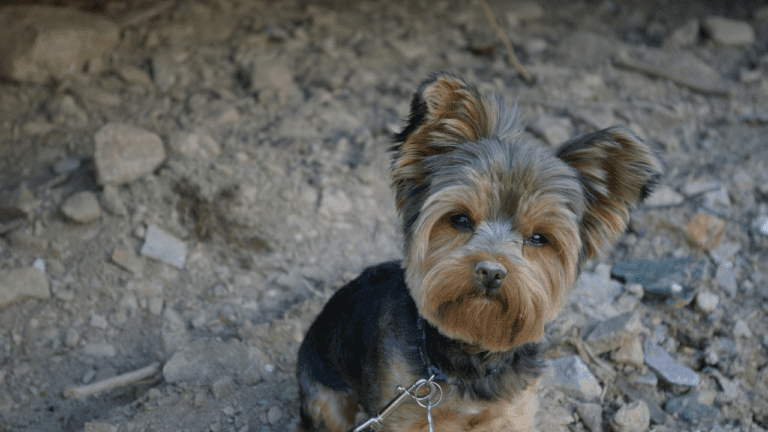 Perrito diciendo: ¿No olvidas algo?
